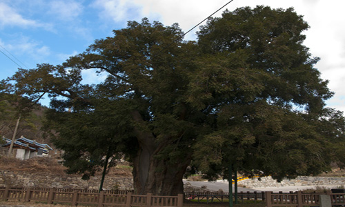 나이가 600년 정도 된 비자나무