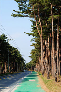 소나무 숲 아래를 지나가는 자전거도로