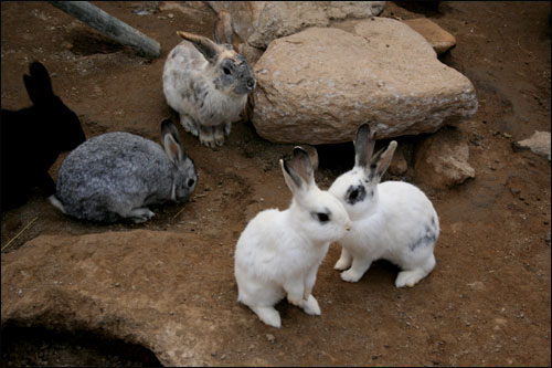 두 귀를 쫑긋 정말 귀여운 토끼랍니다. 
