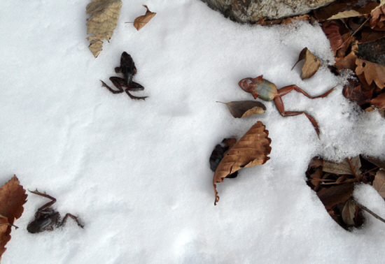 유전적인 습관에 따라 동면에서 깬 개구리들이 온천수로 향하다 눈밭에 그대로 얼어붙었습니다.