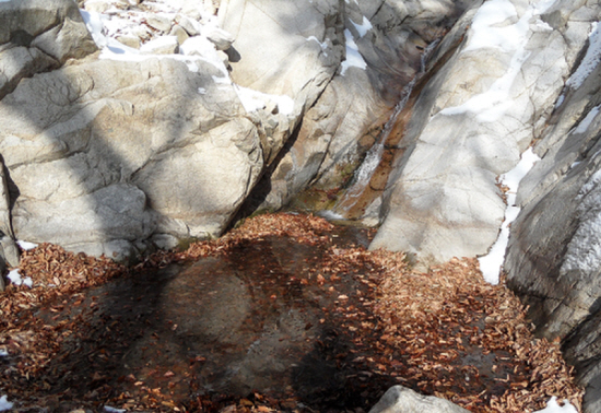 200m 이상을 흘러 온 온천수들이 바위틈에 팬 웅덩이에 고입니다.
이곳에 두껍게 쌓인 낙엽은 개구리들의 보금자리입니다. 이곳에서는 1월 중순이 넘어서면 개구리알에 가득합니다.