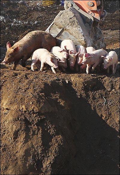 6일 오전 경기도 동두천시 상패동에서 방역당국이 돼지를 살처분하고 있다. 살처분을 위한 약물 공급이 지난해 말 끊겨 돼지를 생매장하는 하는 사태가 일어나고 있다.