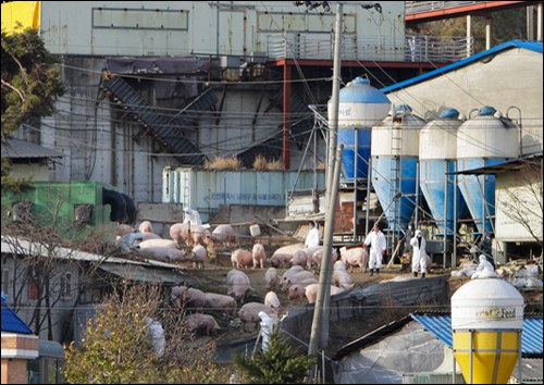 2010년 12월 3일, 충남도가 경북 안동의 양돈농장과 역학관계가 있는 보령시 천북면에 있는 2개 농가에서 사육하고 있는 돼지 2만 191마리를 살처분했다. 하지만 한 달 뒤인 지난 3일, 천북면에서 구제역이 발생했다. 사진은 보령시 천북면의 한 돼지 농장에서 방역요원들이 돼지들을 살처분장소로 몰고 있는 모습.