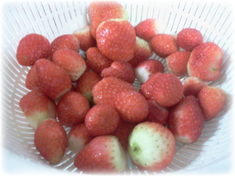 친환경 딸기