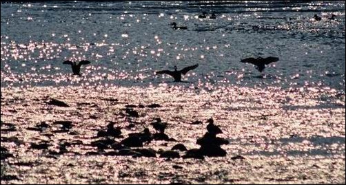 얼음이 얼지 않는 여울이 있기에 철새들이 먹이를 찾아 살 수 있는 것입니다. 여울이 없으면 철새들은 더 이상 강에 살 수 없습니다. 