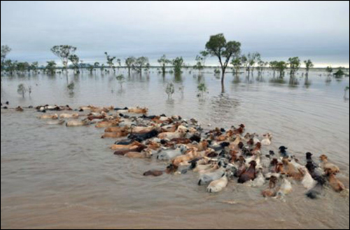 물에 갇힌 소떼가 몰려다니는 모습.