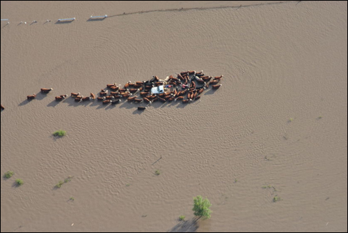 물에 잠긴 목장에 갇힌 소들.