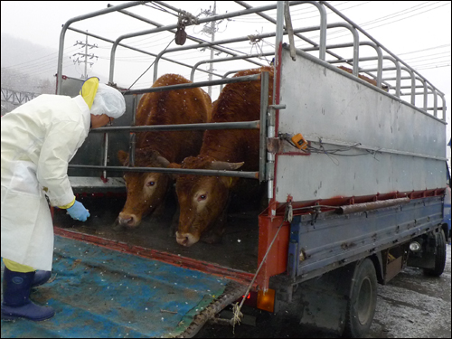 안양 박달동 도축장으로 들어가기전 운송차량에 실린 소에 대한 구제역 감염 여부를 확인하는 수의사  