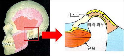 아랫턱의 둥근 머리가 윗턱의 구멍 안에서 움직이는 방식으로 관절이 운동한다.