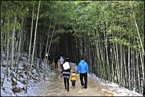 대나무 숲길을 산책하고 있는 가족들