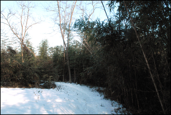 눈이 녹지않은 산길을 걷다보니, 옆으로 대밭이 펼쳐진다