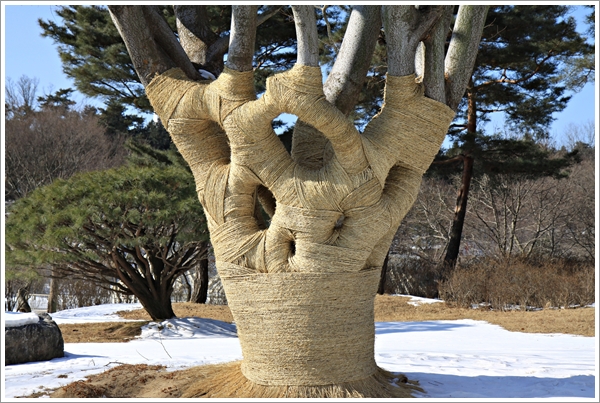  단합과 평화의 상징수
