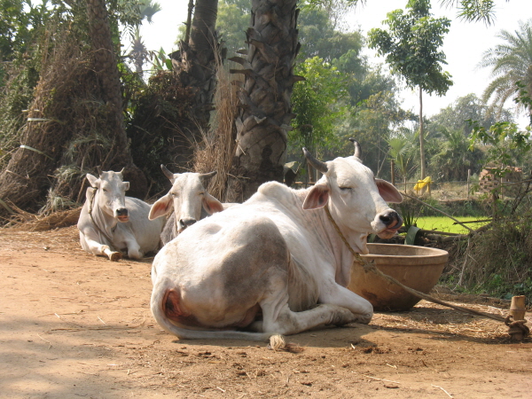 마을 곳곳에 누워있는 소들 