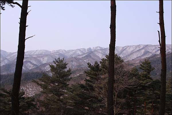  소나무 사이로 선자령이 보인다.