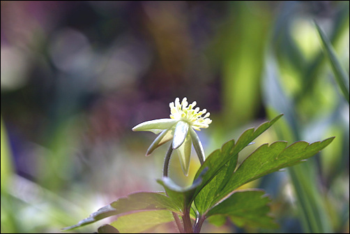 태백바람꽃 가리왕산에서 만난 봄꽃