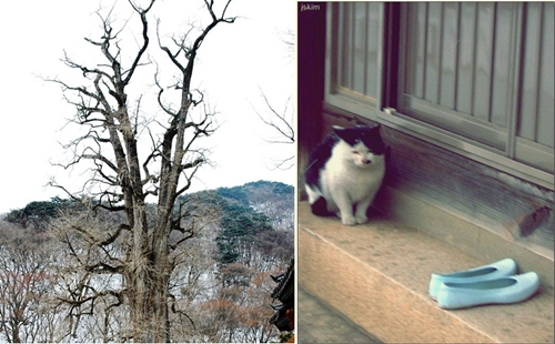 유서깊은 절 용문사에서는 천년이 넘은 은행나무가 입구에서 사람들을 맞이한다. 