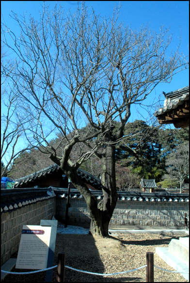 천연기념물로 지정이 되어있는 매화나무. 율곡 이이선생과 어머니 신사밈당이 관리를 했다고 전해진다. 