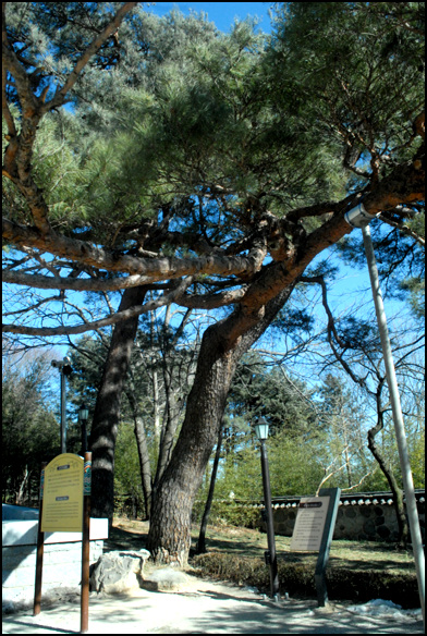 오죽헌 경내에 있는 소나무