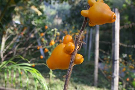 산속에서 난생 처음 본 발가락 모양을 한 가지 열매.
