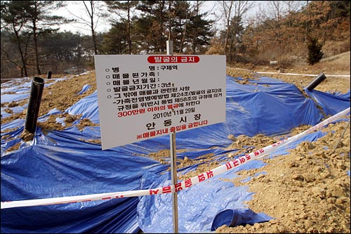 지난해 11월 29일 구제역 소를 매몰한 경북 안동시 풍천면의 한 구제역 소 매몰지.