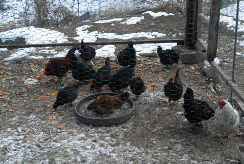 본능을 해치지 않는 사육환경에서 자란 닭은 건강하다.