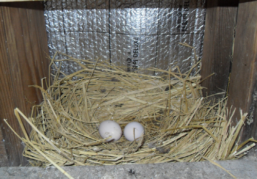 알을 낳거나 품을수 있게 만들어진 닭장안의 부화장소