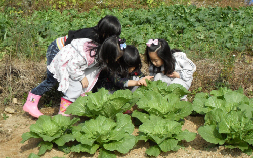 텃밭은 아이들에게 생태감수성을 키워준다. 경기도의 한 유치원 텃밭에서 아이들이 곤충을 찾아보고 있다.