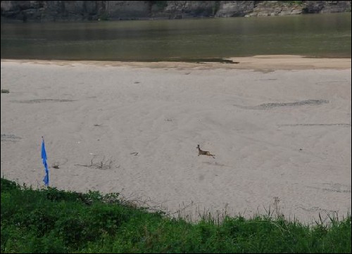 고라니가 뛰놀던 경천대 앞 모래사장은 이미 사라져 버렸습니다. 이게 강 살리기입니까?