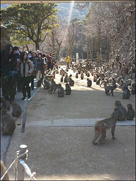 벳부 타카사키야마 공원에서 원숭이를 관람하는 참가자들