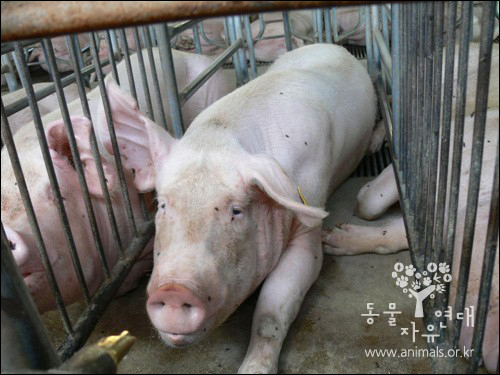 앉았다 일어나는 정도의 움직임만이 허용되는 어미돼지의 스톨. 감수성이 풍부하고 영리한 돼지는 이 스톨 안에서 평생 새끼만 낳게 된다. 2013년부터 EU에서 이 사육방식은 금지된다. 