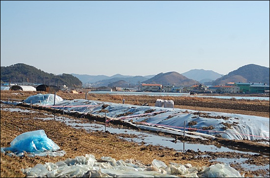 경남 김해의 한 작은 마을 입구 논에는 2600마리의 돼지가 매몰돼 있다.
