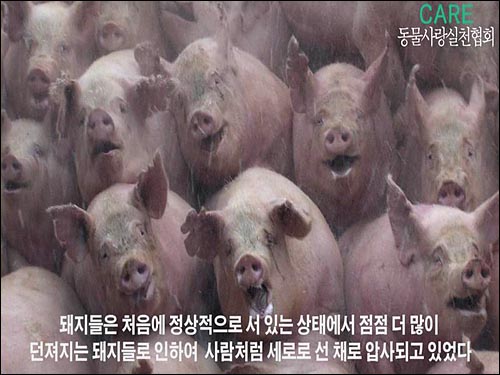  '동물사랑실천협회'가 경기도 이천 대월면 송라리, 군량리 두 곳의 매몰지에서 지난 1월 11일 2천여마리의 돼지를 산 채로 구덩이에 밀어 널어 살처분하는 현장 영상을 공개했다.