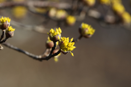  산수유꽃