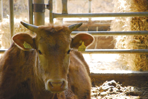 보통 소 한 마리에 귀표 1개 이지만 이 농장 일부 소들은 2개씩 달고 있다. 하나는 가축이력시스템용, 하나는 농장소를 알리는 ‘자가’, 또는 소비자공동체에서 위탁 관리하는 ‘지원’이라는 귀표이다. 