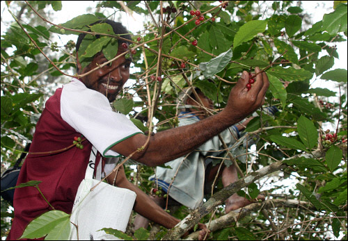동티모르 커피는 산에서 자생적으로 자라는 원두를 채집한다.