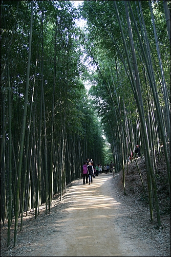 죽녹원은 16만평방비터의 대나무 숲에서 죽림욕을 즐길 수 있다.