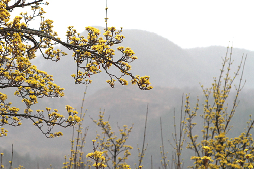 봄비를 맞아 더욱 청초하고 아름다운 전라남도 구례군 산동면의 노오란 산수유꽃