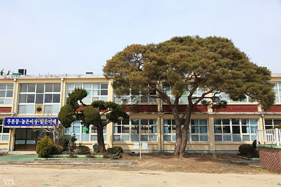지수초등학교 출신인 LG그룹 구인회와 삼성그룹 이병철 등이 개교 당시인 1922년에 심었다는 소나무


