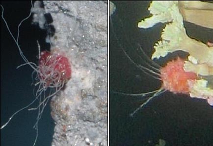 블로거 가을밤이 접사렌즈를 사용해 촬영한 어뢰추진체에 붙어 있는 물체(좌)와 양식업자 A씨가 제시한 어린 붉은 멍게 사진(우)