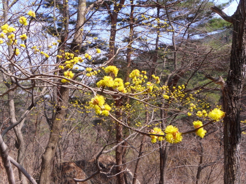 금오산 중턱까지  생강나무 꽃만이 노랗게 피어 봄맞이를 하고 있었다.