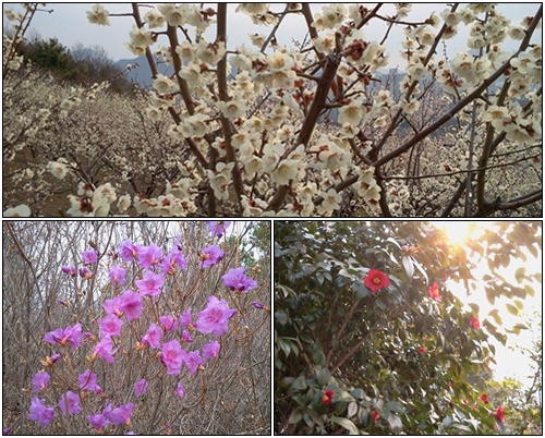 무선산에는 매화, 동백, 진달래가 피어 온통 봄 내음이 가득하다.