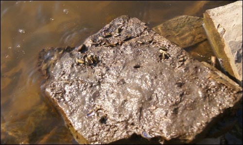 요강마을 앞 낙동강 가의 돌멩이를 뒤집으니 죽은 조개껍질만이 붙어 있을 뿐 살아있는 생명체는 보이지 않았다.