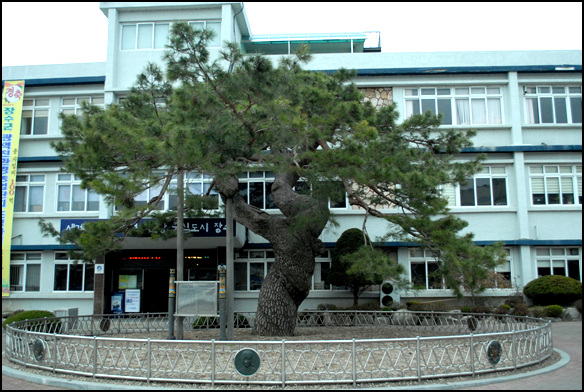 장수군청 청사 현관 앞에 있는 천연기념물 제397호 '장수 의암송'.
