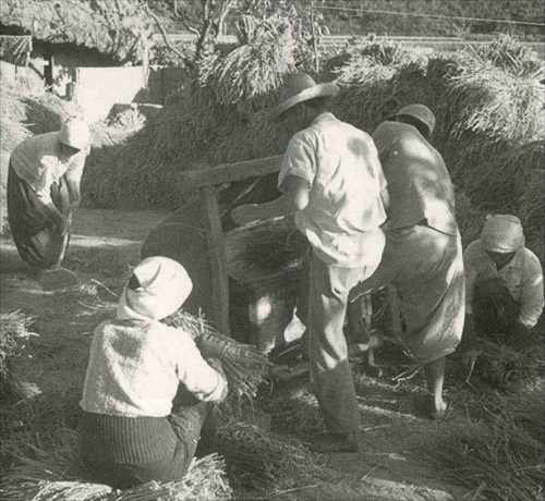 족답식 탈곡기를 이용한 탈곡 모습으로 1970년대 홀테와 더불어 많이 쓰이던 기계이며 흔하게 볼 수 있던 모습이다.