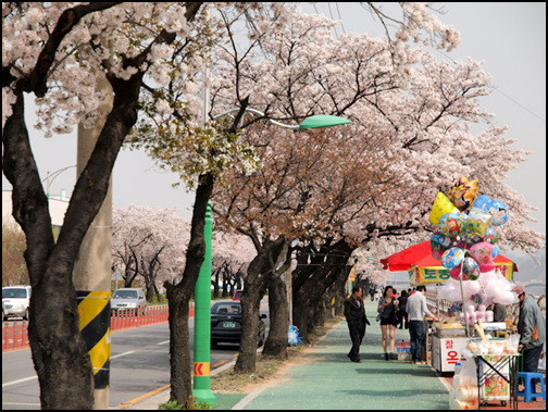 보통 때엔 자전거 타는 이들과 마라톤을 즐기는 이들이 차지하는 길이지요. 요즘은 벚꽃 때문에 걷는 이들한테도 매우 즐거운 곳이 되었답니다.