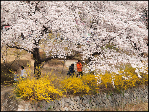 금오산 벚꽃길은 벚꽃도 아름답지만, 그 아래 낮은 모습으로 흐드러지게 핀 노란 개나리꽃과 어우러져 더욱 아름답답니다.