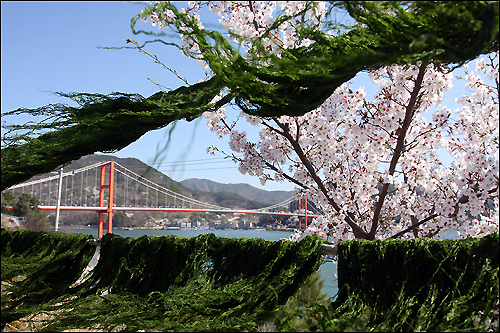 벚꽃이 만개한 남해대교 앞에서 파래를 말리고 있다.