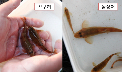 작년 5월에 섬강교 아래에서 발견된 꾸구리와 돌상어. 멸종위기종 2급의 어류이다.