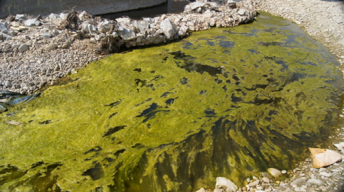 섬강교 아래 녹조류가 발생한 모습