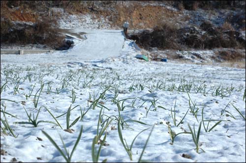 마늘과 양파 밭에 올 겨울 단 한차례 눈이 쌓였는데 여전히 눈 속에 여전히 냉이가 있었다.